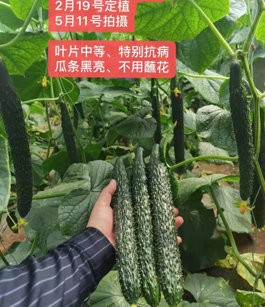 烟台黄瓜种子（系列）
